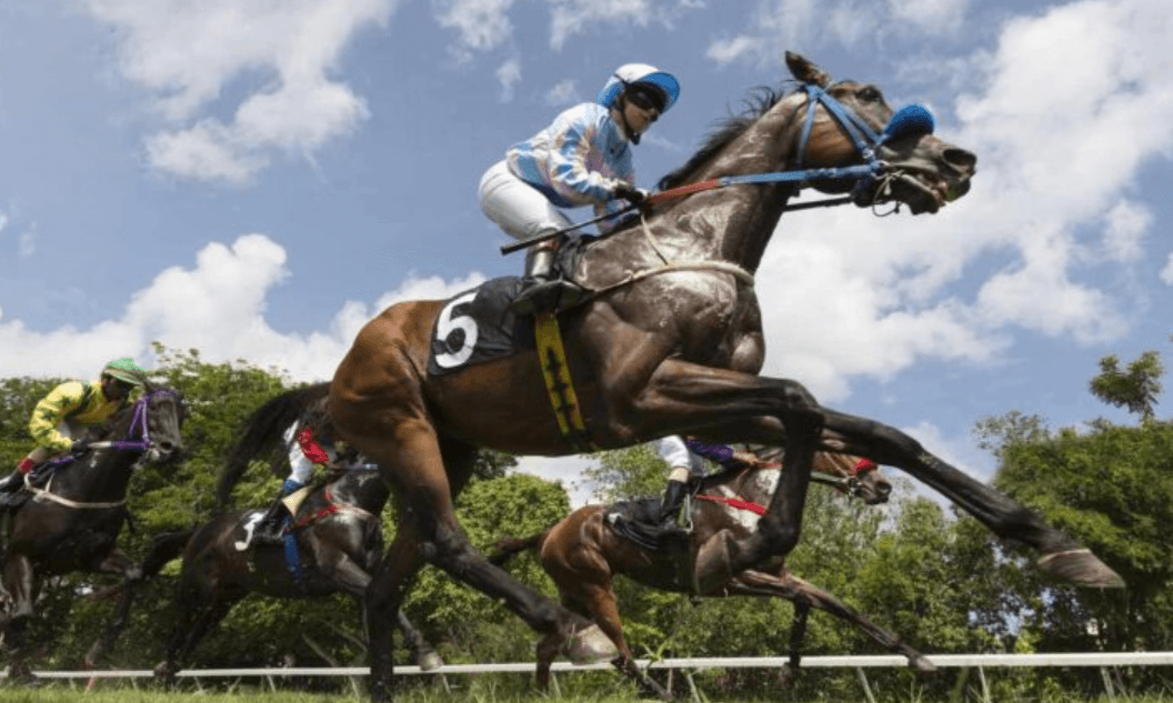 The Anatomy of a Winning Horse: What Makes a Champion?