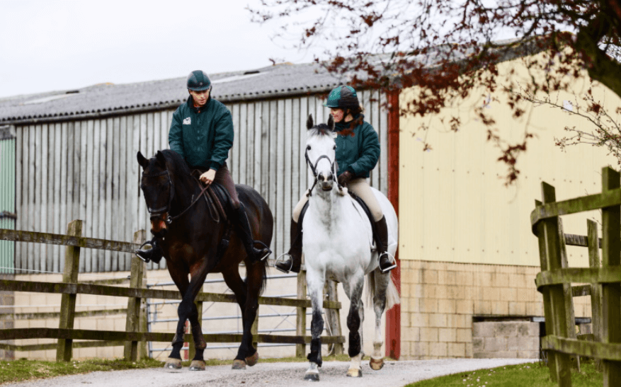 The Role of Trainers in Preparing Horses for Race Day