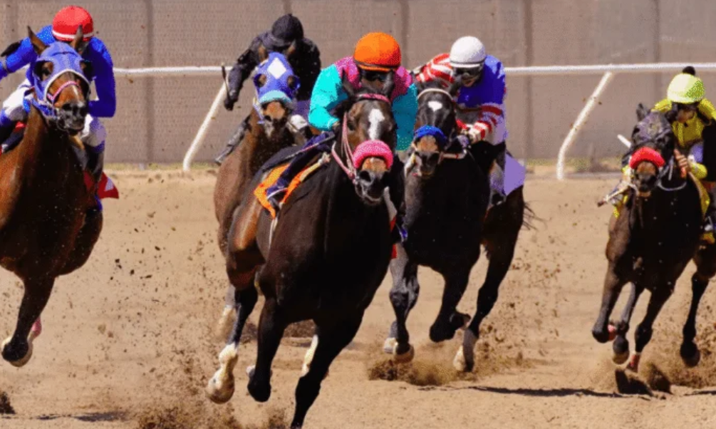 expert du turf || expert turf